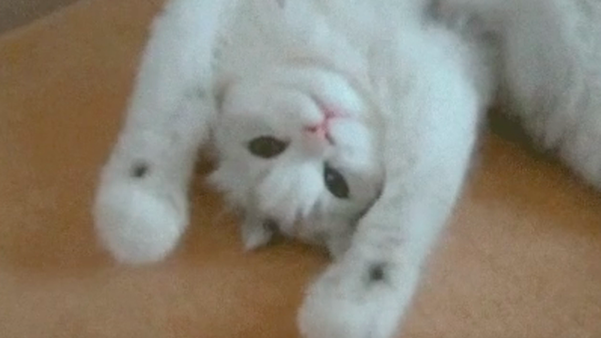 Copy Cats image number null